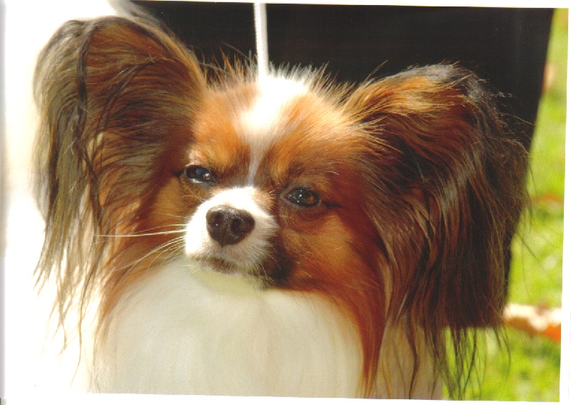 CH. Ange du Chateau de Peyre