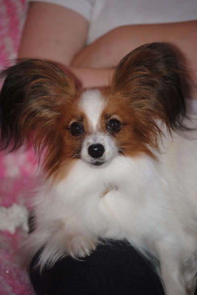 CH. Cherry De bel dahlia