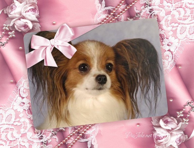 CH. Wolga Von der seseke