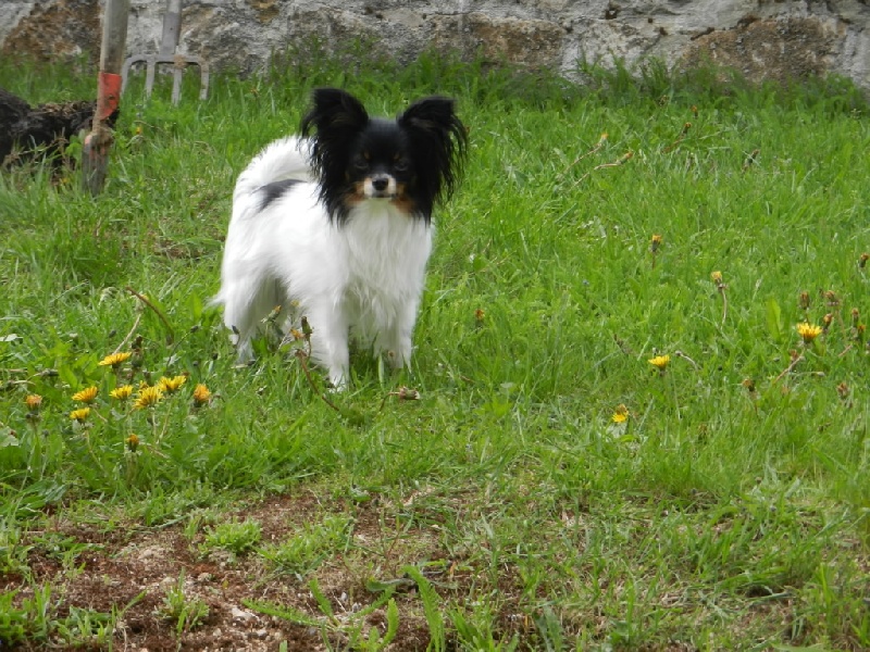 Gladys du Chateau de Peyre