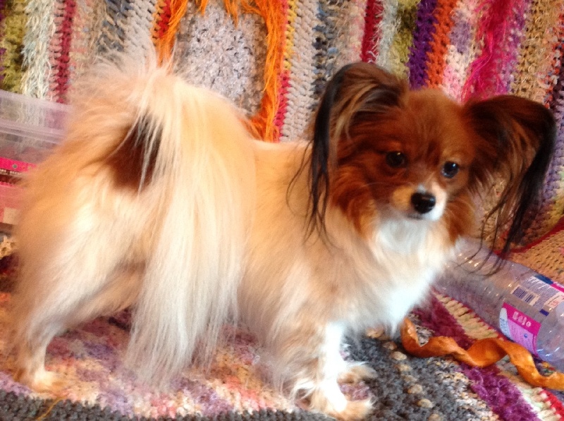 Duchesse du Chateau de Peyre