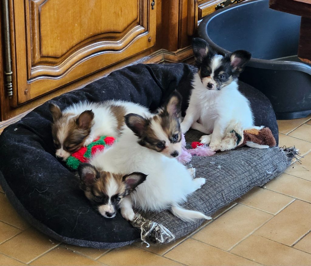 Des jolis bébés 