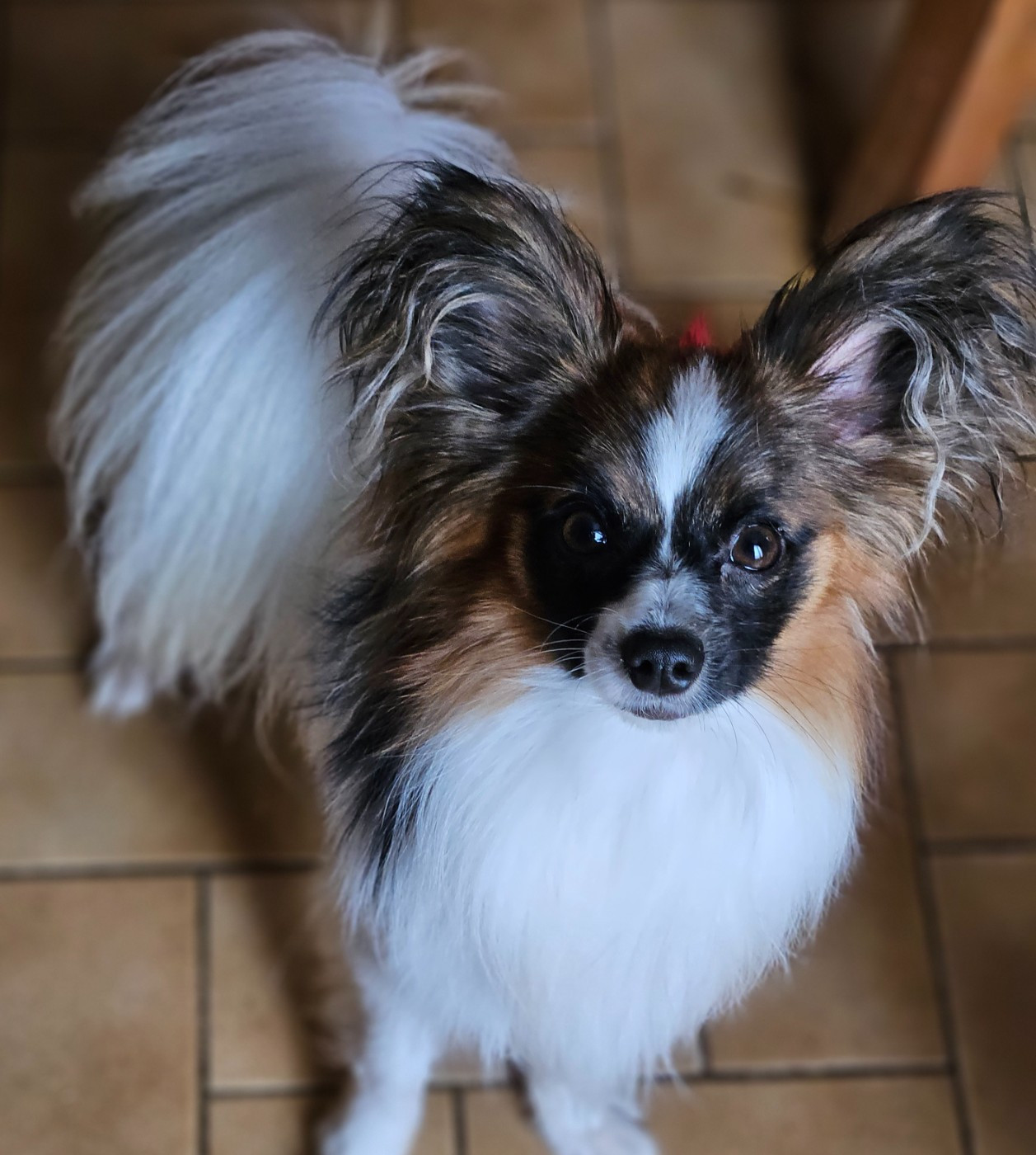du Chateau de Peyre - Chiots disponibles - Epagneul nain Continental (Papillon)
