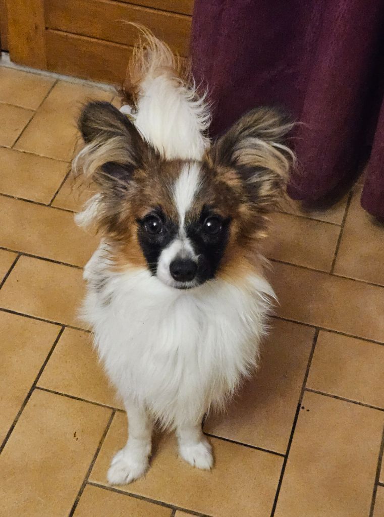du Chateau de Peyre - Chiots disponibles - Epagneul nain Continental (Papillon)
