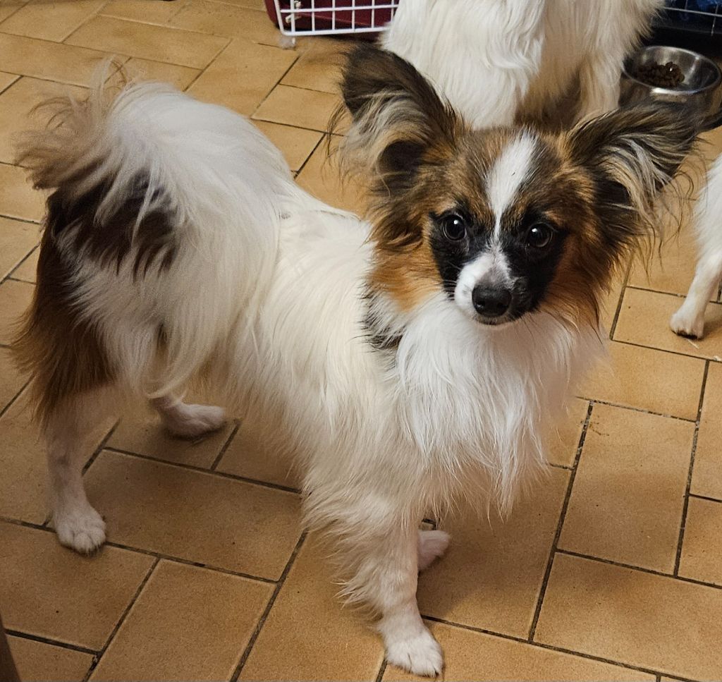 du Chateau de Peyre - Chiots disponibles - Epagneul nain Continental (Papillon)