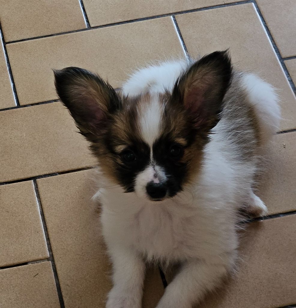 du Chateau de Peyre - Chiots disponibles - Epagneul nain Continental (Papillon)