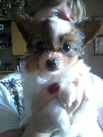 CHIOT
