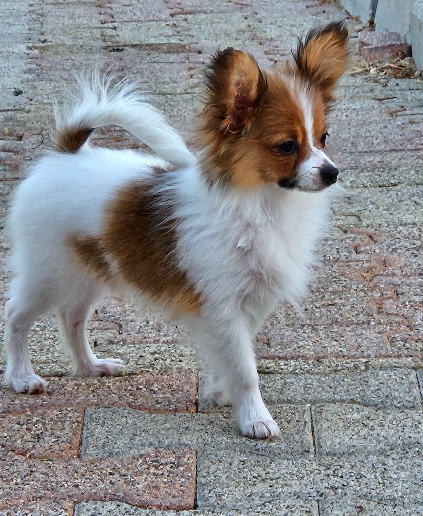 du Chateau de Peyre - Chiots disponibles - Epagneul nain Continental (Papillon)